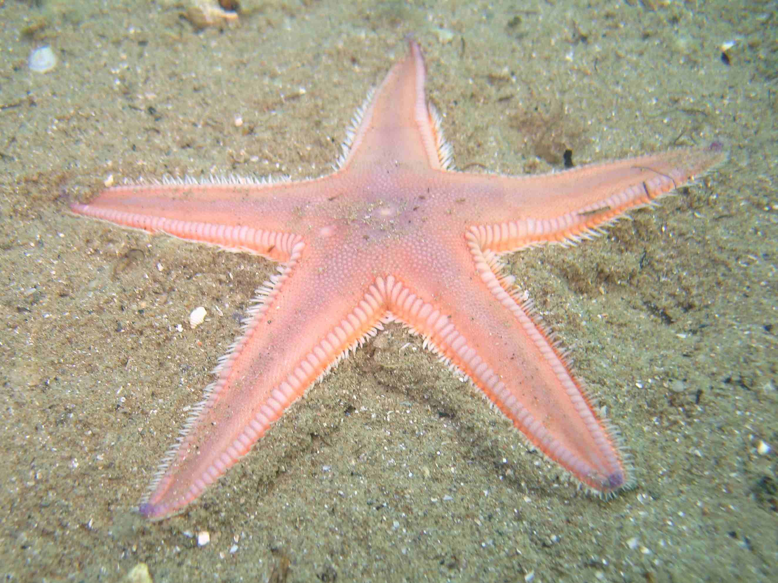 Astropecten